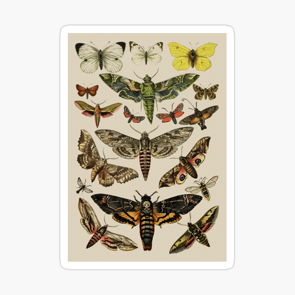 Vintage retro moth scientific illustration entomologis” graphic