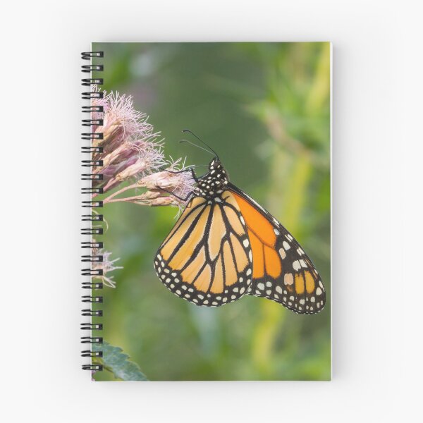 Item preview, Monarch On Joe Pye Weed 2013-1 designed and sold by Thomasyoung.