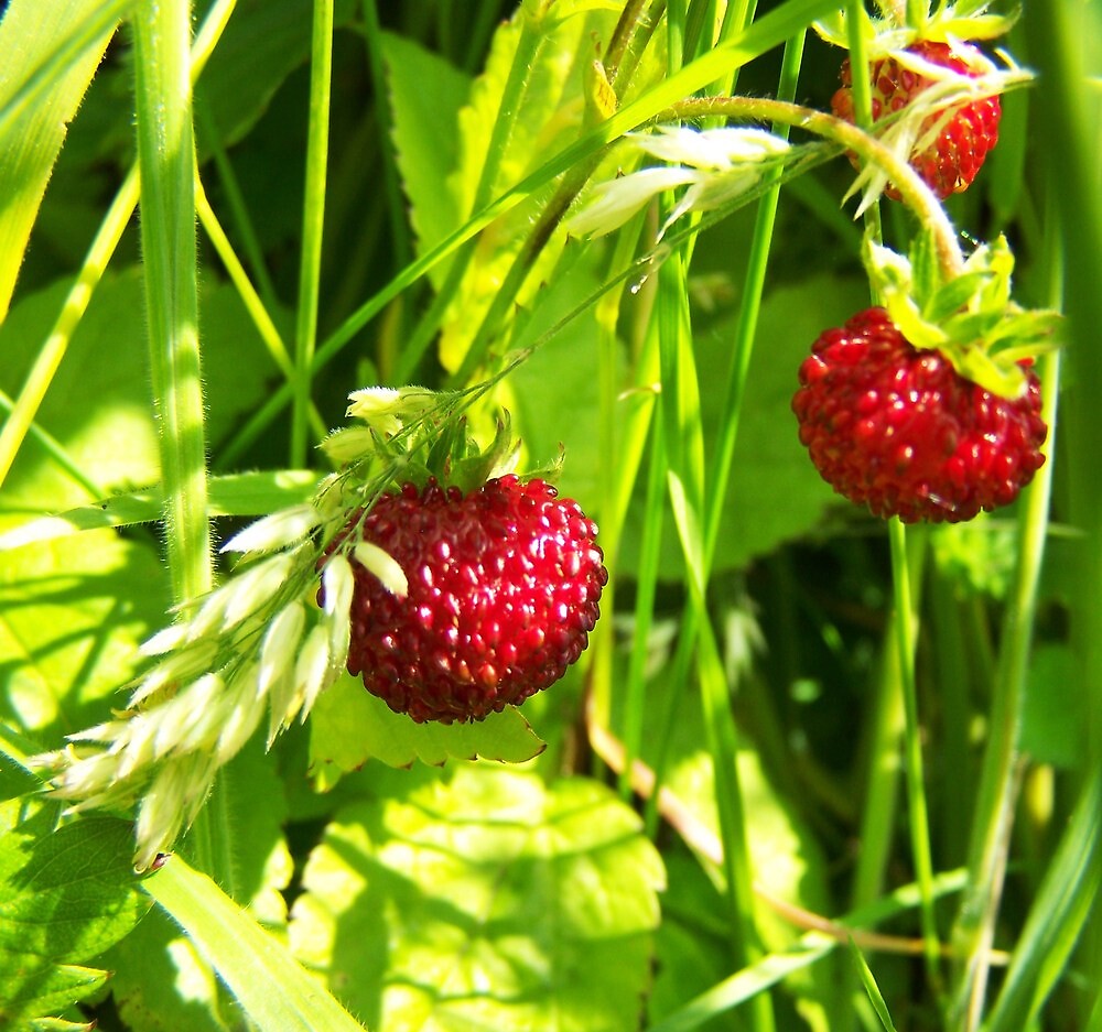 wild strawberry