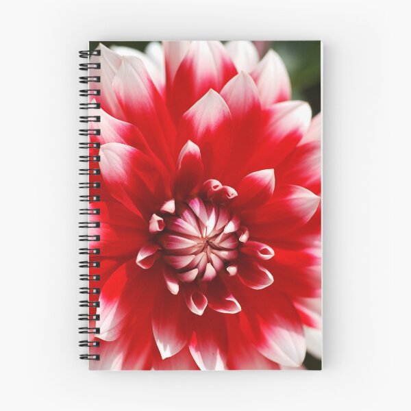 Aperçu de l'œuvre Dahlia rouge et blanc délice créée et vendue par Joy Watson - Natural Light Photography .