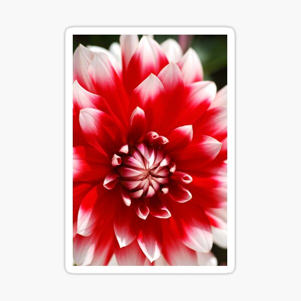 Item preview, Delight Red White Dahlia designed and sold by Joy Watson - Natural Light Photography .
