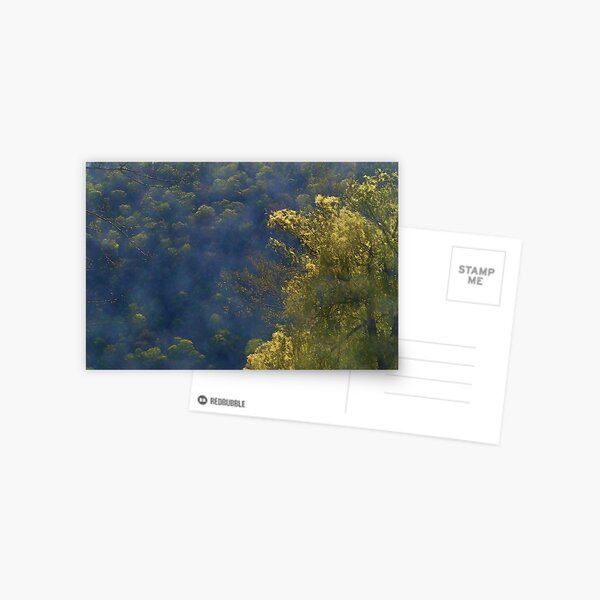 Golden Willow Postcard