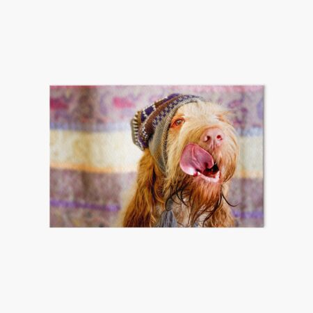 Delicious Spinone Art Board Print