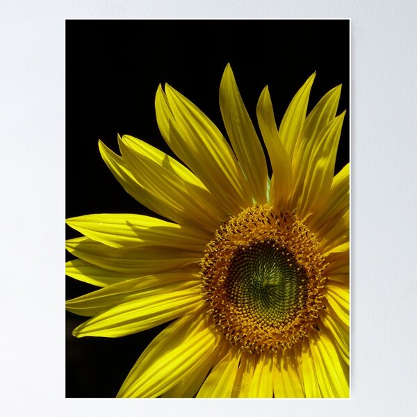 Item preview, Circling Sunflower designed and sold by Margaret Saheed.