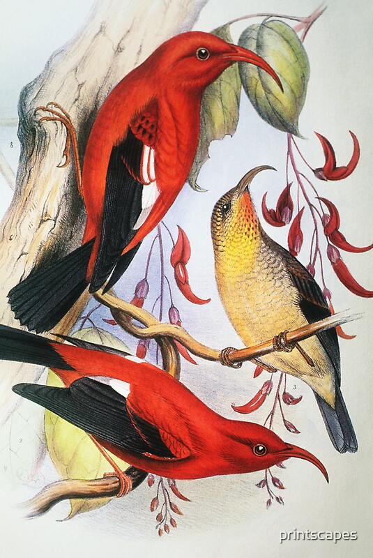 vintage-native-hawaiian-birds-by-printscapes-redbubble