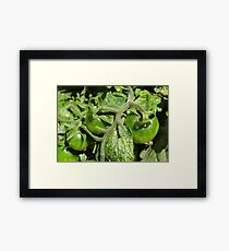 Arkansas Tomatoes Framed Print