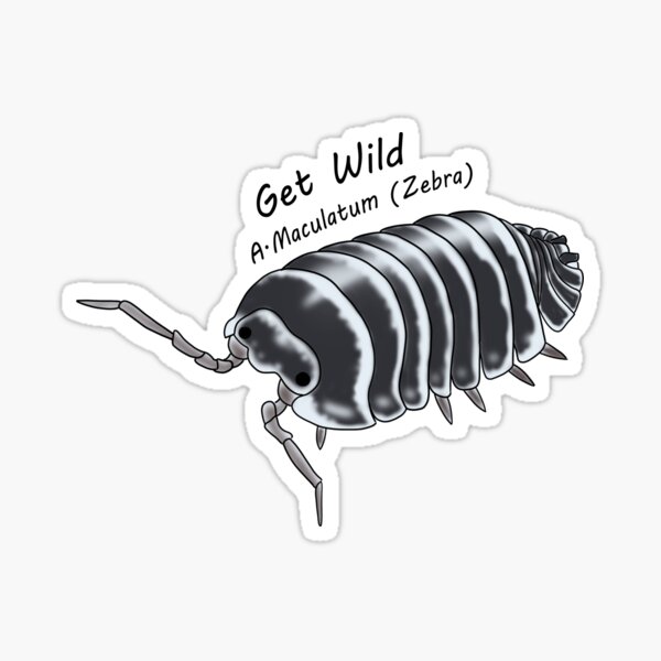 Item preview, A.Maculatum (zebra) Get wild designed and sold by Binkykun.