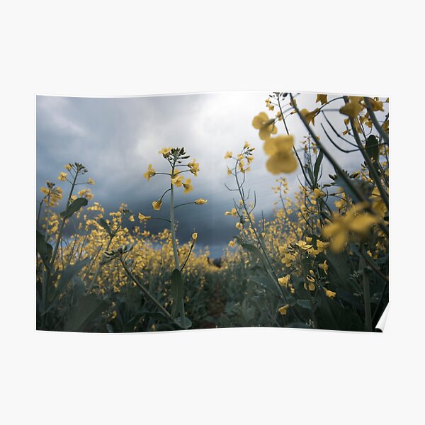 Rapeseed days Poster