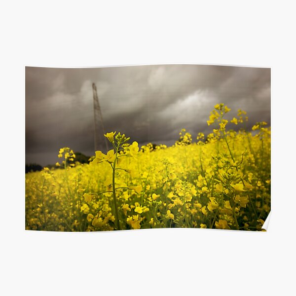 Rapeseed Days 2 Poster