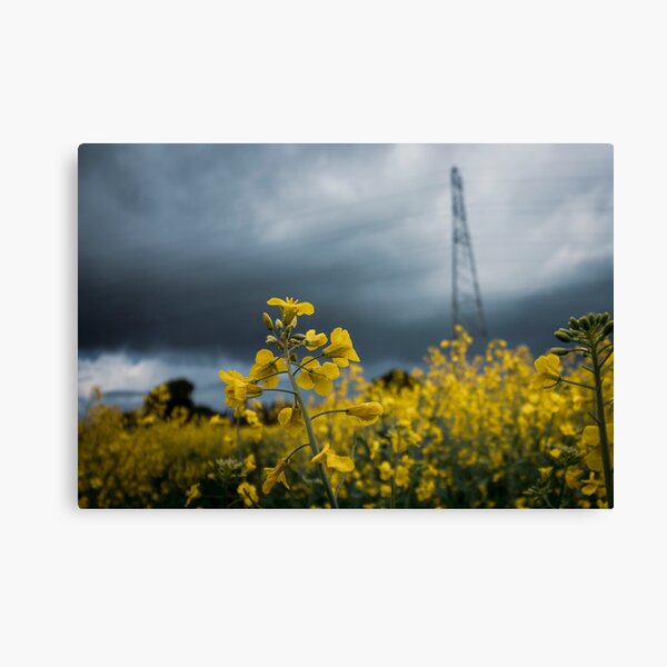 Rapeseed Days 3 Canvas Print