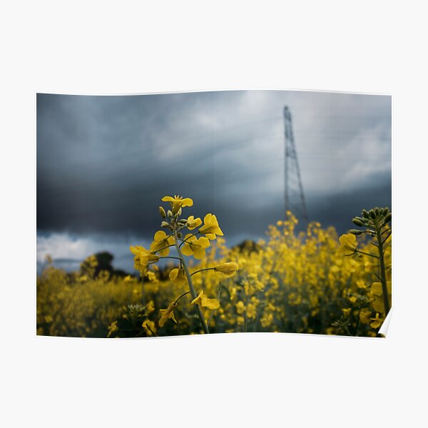 Rapeseed Days 3 Poster