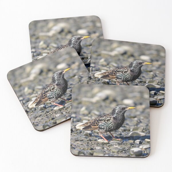 Item preview, Summer starling designed and sold by GreyFeatherPhot.