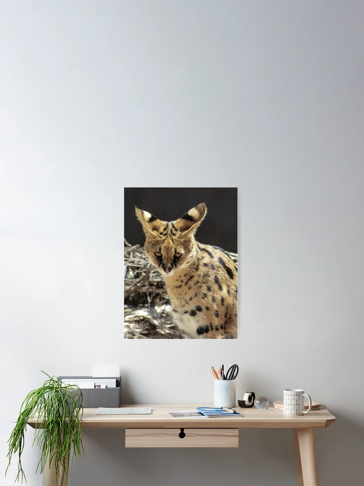 Imagen 2 de 3, Póster con la obra Serval , diseñada y vendida por dropsofjupiter.