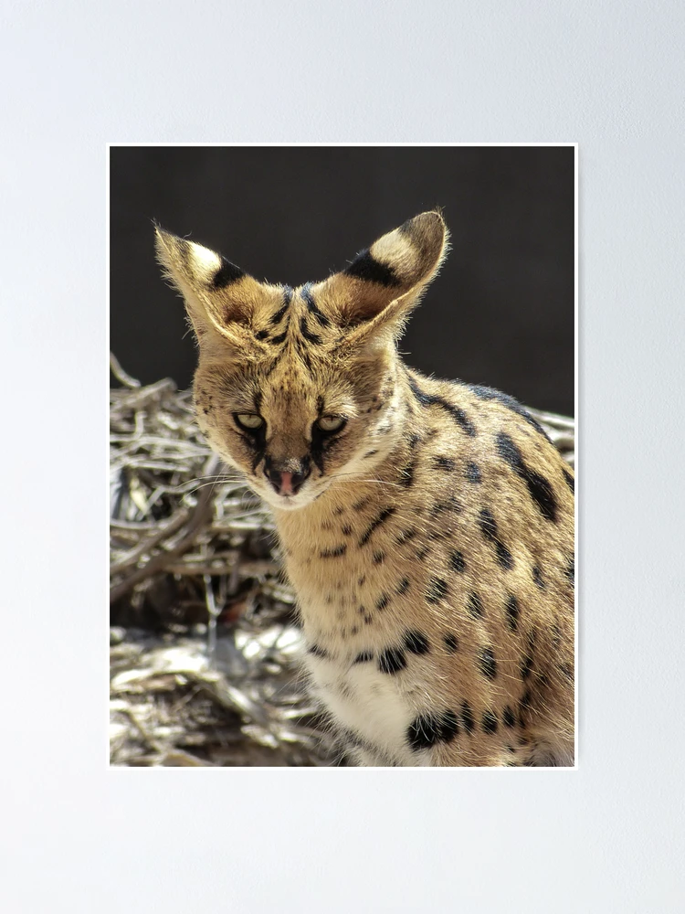 Imagen 1 de 3, Póster con la obra Serval , diseñada y vendida por dropsofjupiter.