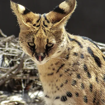 Imagen de la obra Serval de dropsofjupiter
