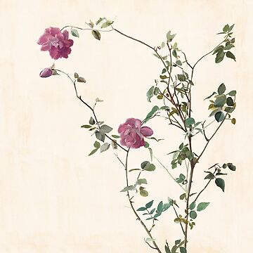 Artwork thumbnail, Rose against the wall by anni103