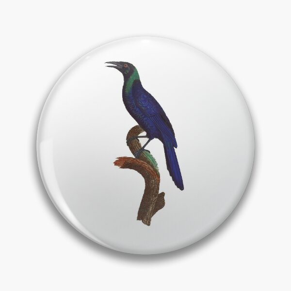 Item preview, Black currawong designed and sold by Photopicture.