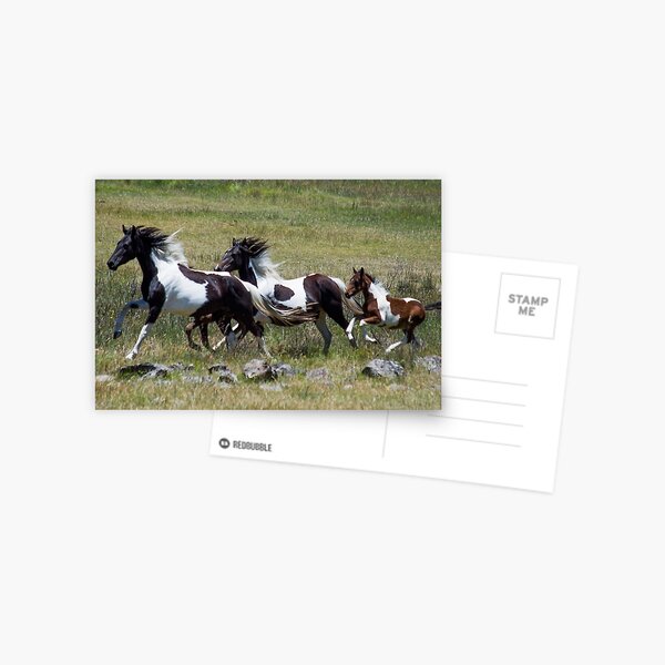 Item preview, Oxley Brumbies designed and sold by Laura Sykes.