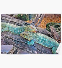 Reptiles Poster