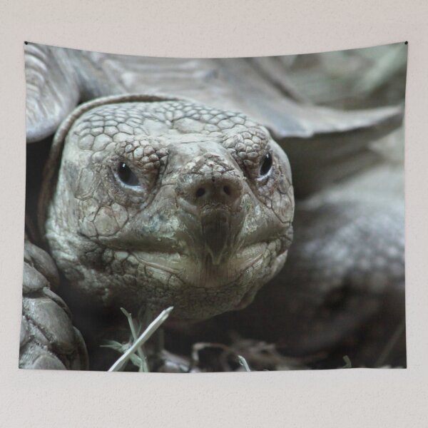 Item preview, Spur Thighed Tortoise designed and sold by MoonsmileProd.