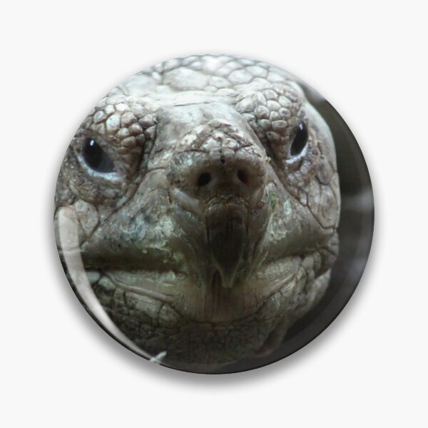 Item preview, Spur Thighed Tortoise designed and sold by MoonsmileProd.