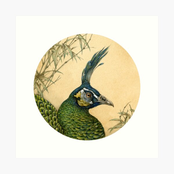 Green Peafowl Head Art Print