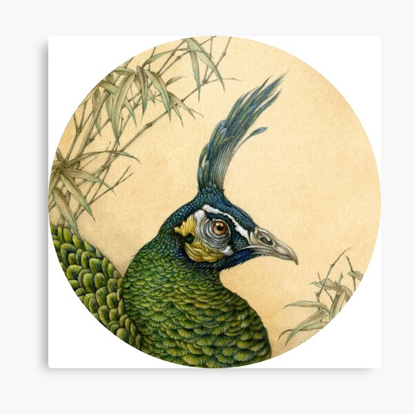 Green Peafowl Head Metal Print