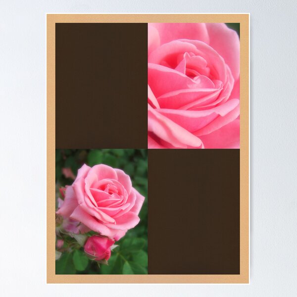 Item preview, Pink Roses in Anzures 2 Blank Q3F0 designed and sold by TravelPhotoArt.