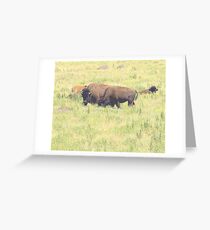 Buffalo Greeting Card