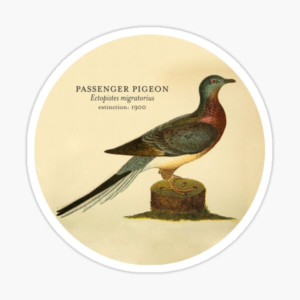 Item preview, Passenger Pigeon (Extinct Animals Series) designed and sold by tinyflyinggoats.