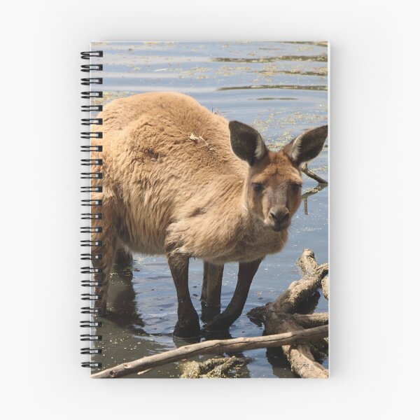 Item preview, Cooling Off! Western Grey Kangaroo  designed and sold by Carole-Anne.