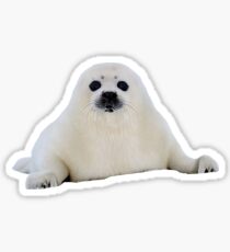 Baby Seal Sticker
