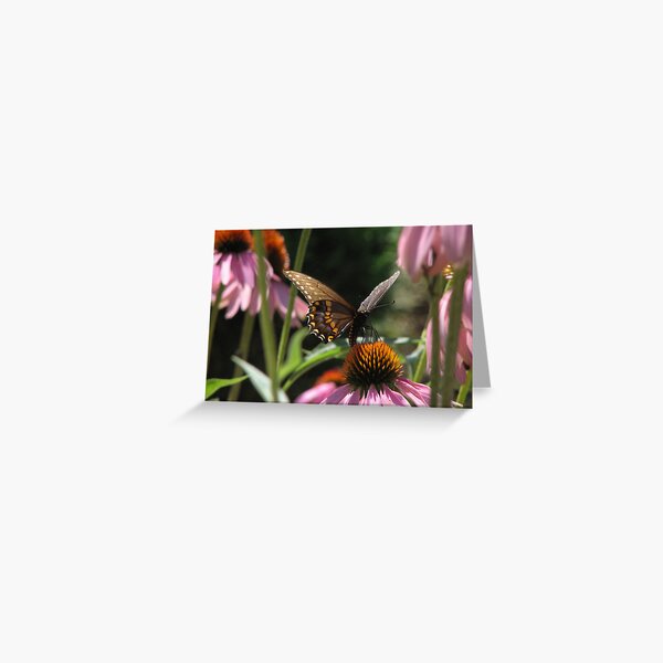 Butterfly Summer Greeting Card