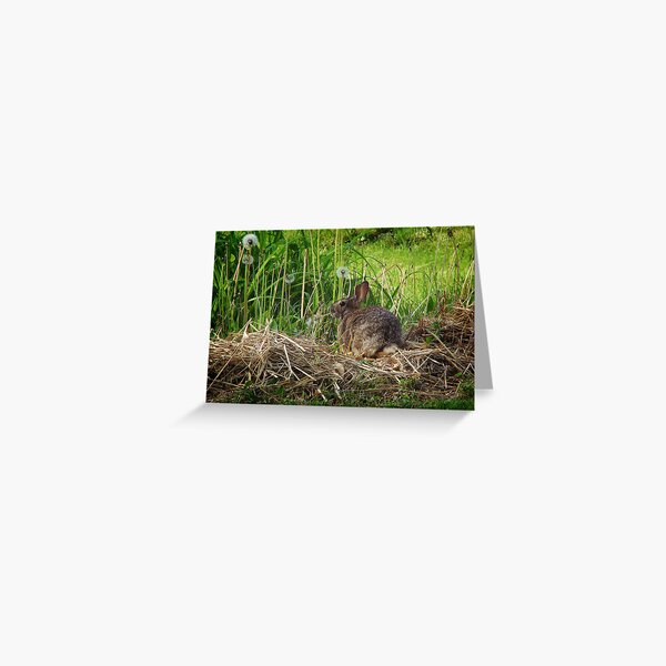 Dandelion Buffet Greeting Card