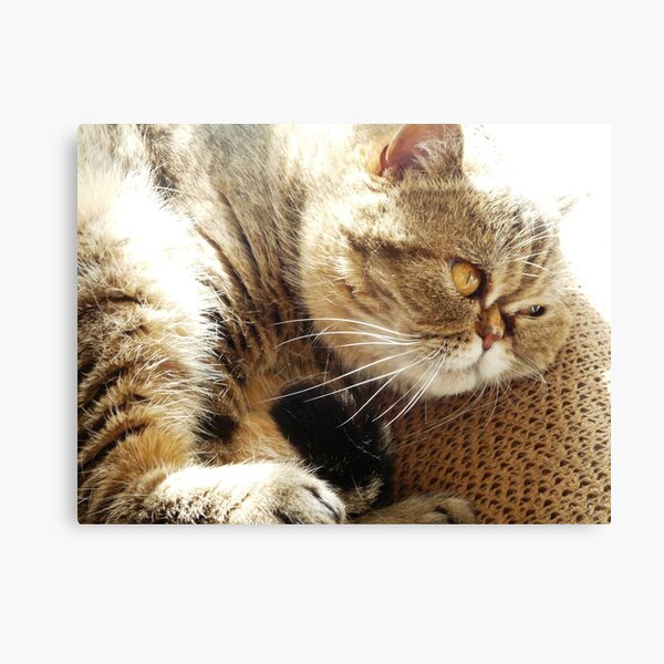 Do not disturb Canvas Print