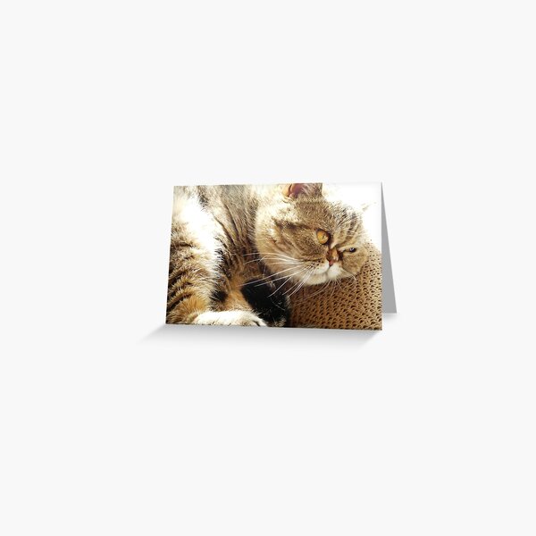 Do not disturb Greeting Card