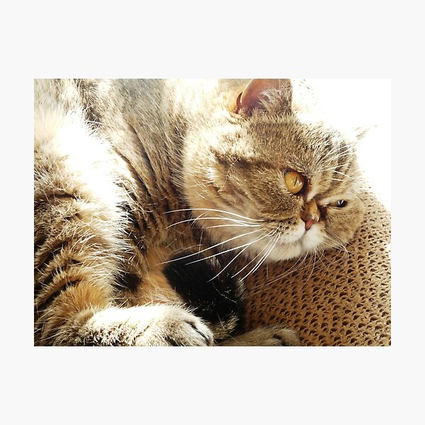 Do not disturb Photographic Print