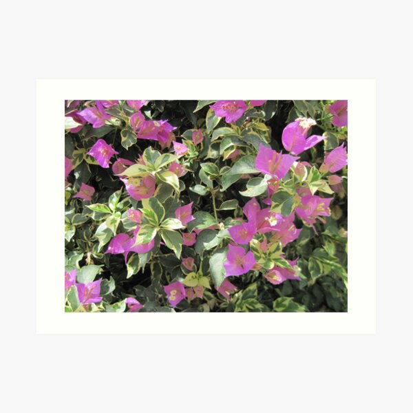 Dublin Flowers Art Print