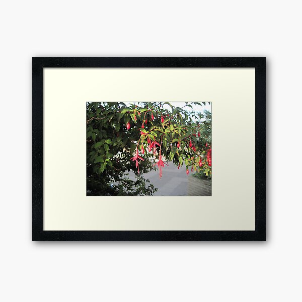 Ireland Fuchsia Framed Art Print