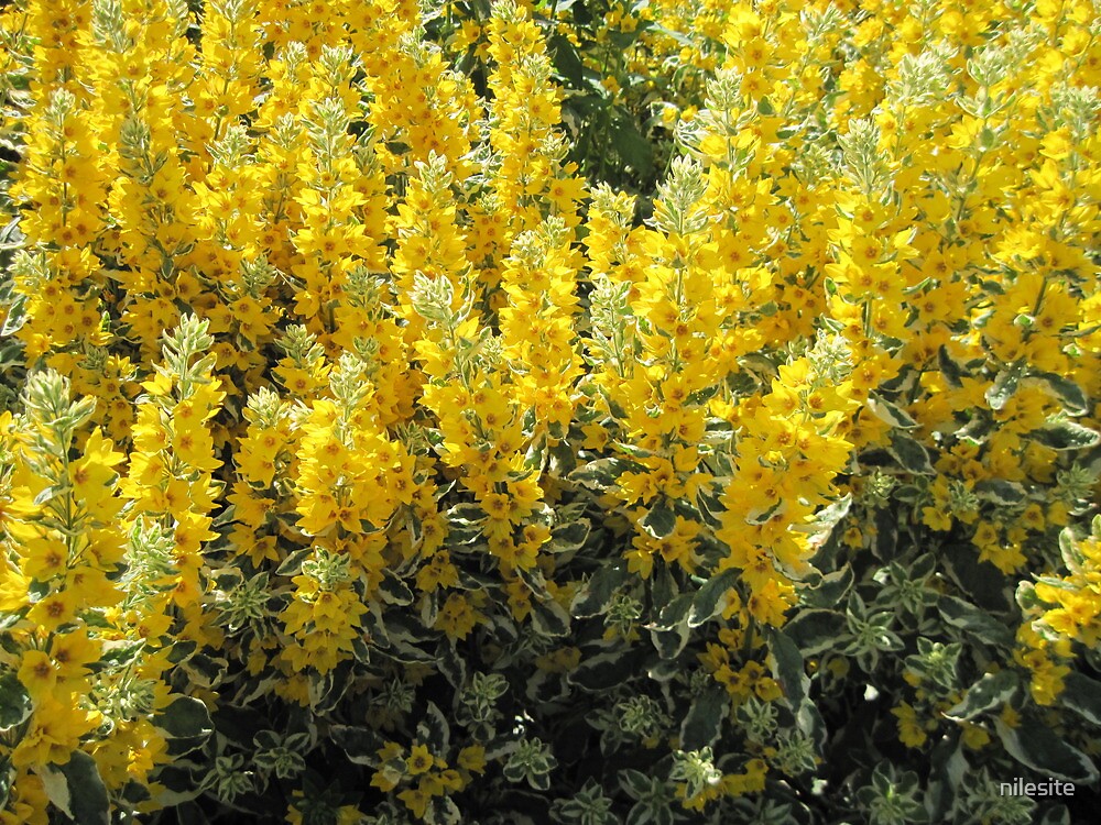 "Flowers, Dublin Botanic Garden, Ireland" by nilesite Redbubble