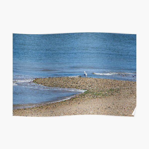 Lone Seagull Poster