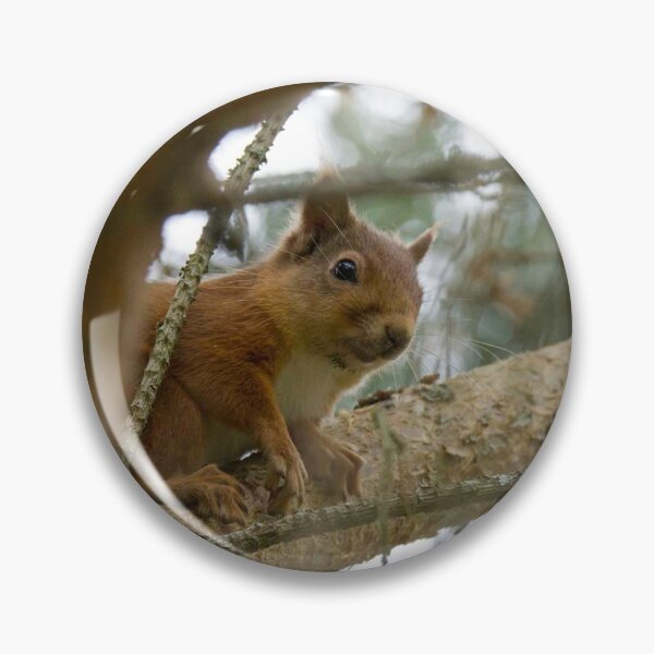 Item preview, Red Squirrel  designed and sold by sandysshoots.