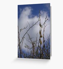 Pussy Willow against a Spring Sky Greeting Card