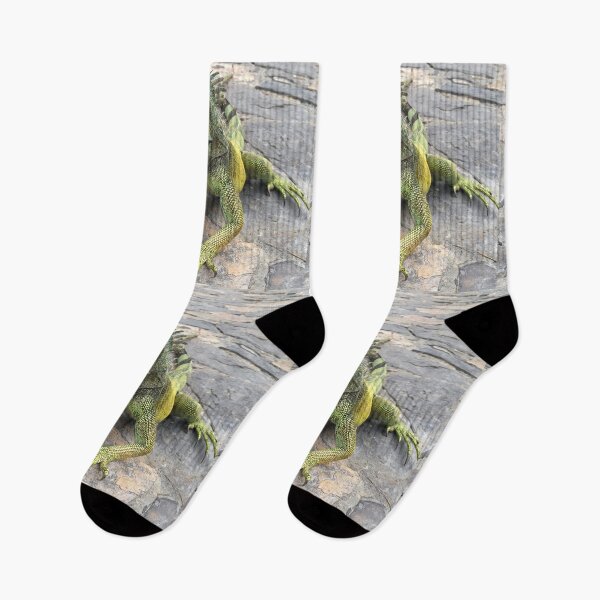 Item preview, Galapagos Iguana  designed and sold by CncptulCaptures.