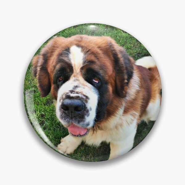 Item preview, Rough coat St. Bernard Barney designed and sold by stretchtees.