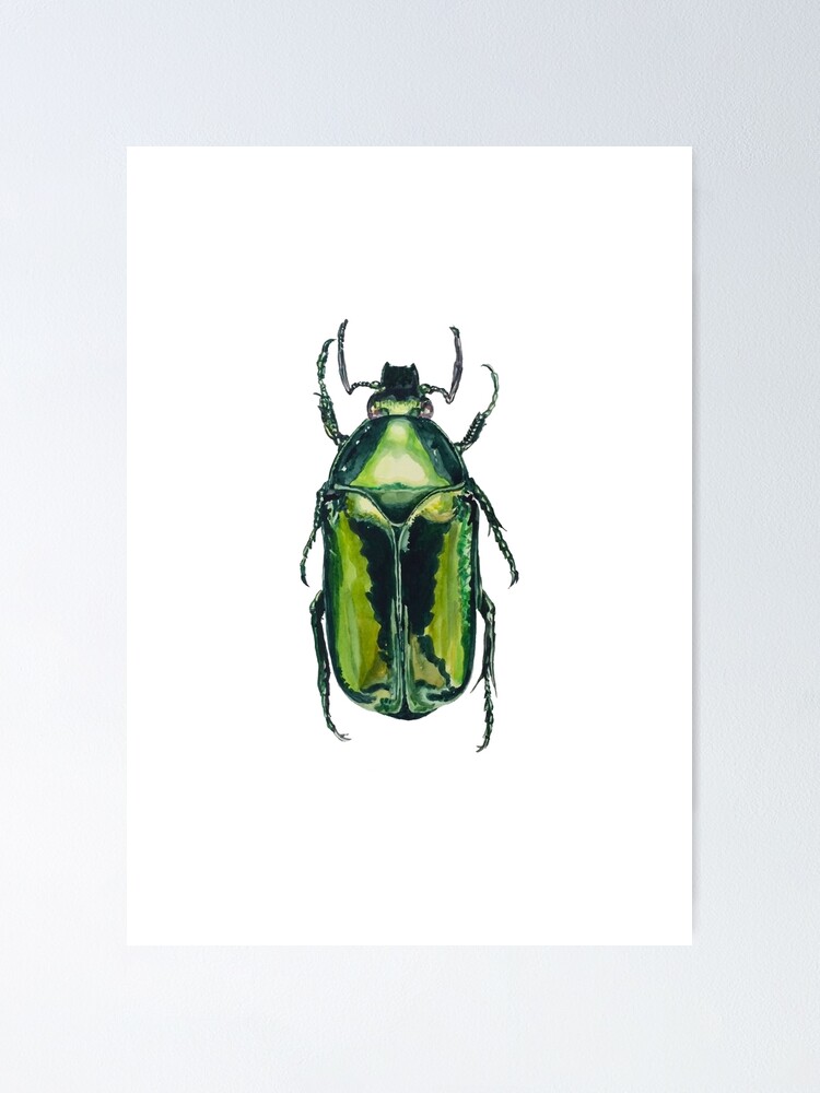 Green Scarab Beetle Agestrata Semperi Female Poster By Roxytee Redbubble 196kb, scarab beetle egyptian drawing picture with tags: redbubble