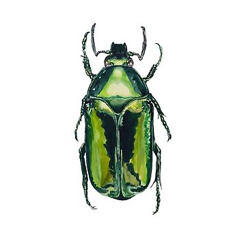 Artwork thumbnail, Green Scarab Beetle: Agestrata semperi female by Roxytee