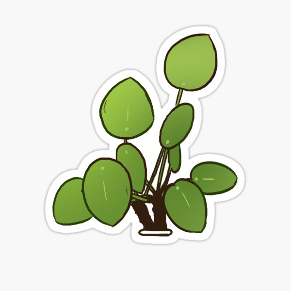 Peperomia plant Sticker