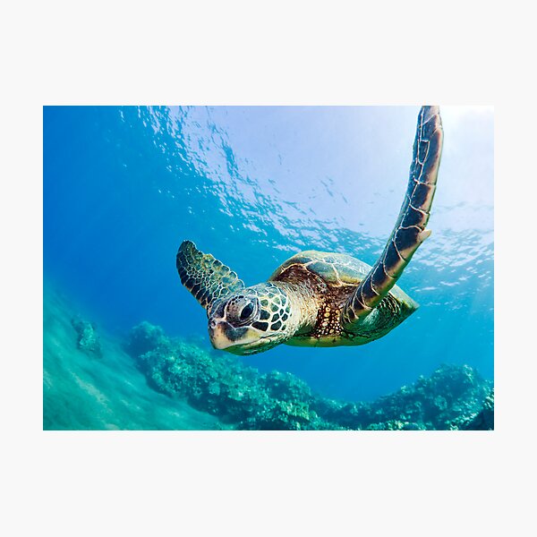 Green Sea Turtle over Reef Photographic Print