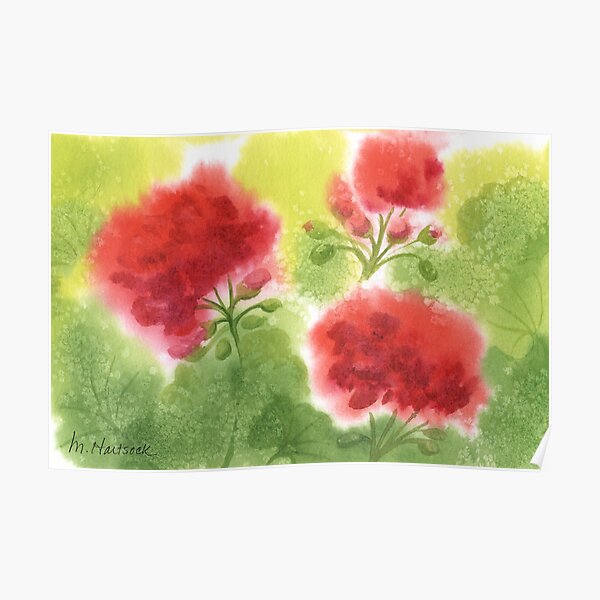 Geraniums 4 Poster